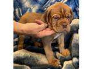 American Bull Dogue De Bordeaux Puppy for sale in Sparrow Bush, NY, USA
