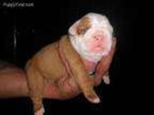 Olde English Bulldogge Puppy for sale in Keene, NH, USA