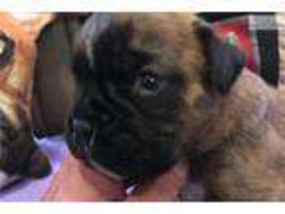 Boxer Puppy for sale in Taos, NM, USA