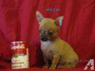 Chihuahua Puppy for sale in MASTIC BEACH, NY, USA