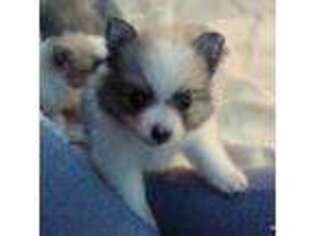 Pomeranian Puppy for sale in Grand Island, NE, USA