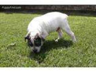 Olde English Bulldogge Puppy for sale in Hamilton, TX, USA