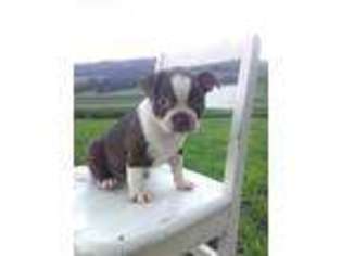 Boston Terrier Puppy for sale in Millerstown, PA, USA
