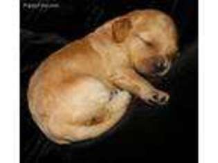 Cavapoo Puppy for sale in Peoria, IL, USA