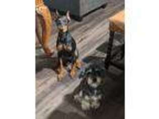 Doberman Pinscher Puppy for sale in Guyton, GA, USA