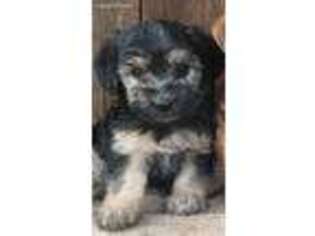 Yorkshire Terrier Puppy for sale in Darien, CT, USA