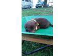 Labrador Retriever Puppy for sale in Montgomery, IN, USA