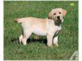 Labrador Retriever Puppy for sale in SANDSTONE, MN, USA