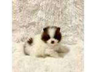 Pomeranian Puppy for sale in Crivitz, WI, USA