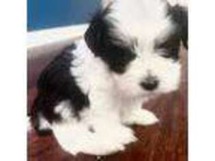 Havanese Puppy for sale in Twinsburg, OH, USA