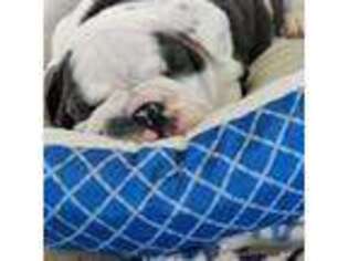 Bulldog Puppy for sale in Middletown, OH, USA