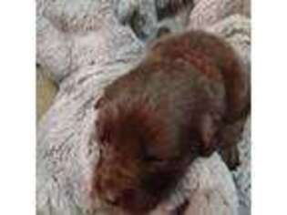Newfoundland Puppy for sale in Clover, VA, USA