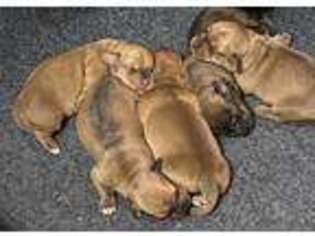 Dachshund Puppy for sale in Hillsgrove, PA, USA