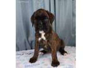 Boxer Puppy for sale in Fulton, IL, USA