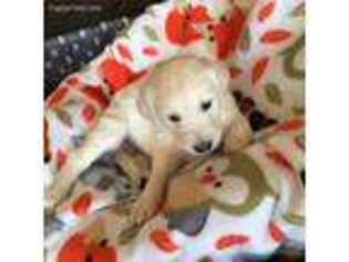 Golden Retriever Puppy for sale in Saranac, MI, USA