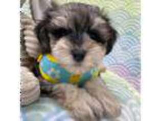 Mutt Puppy for sale in Sheboygan Falls, WI, USA