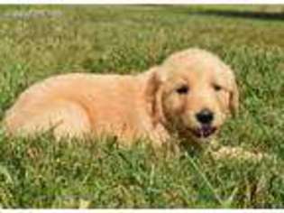 Golden Retriever Puppy for sale in Monett, MO, USA