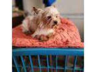Yorkshire Terrier Puppy for sale in Fort Myers, FL, USA