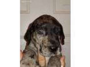 Great Dane Puppy for sale in Crandall, GA, USA