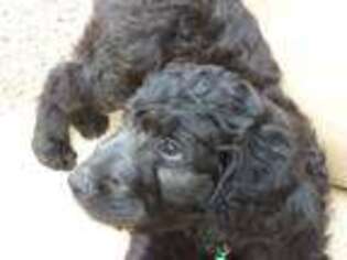 Goldendoodle Puppy for sale in Peoria, AZ, USA