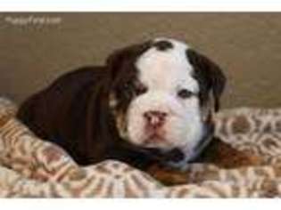 Bulldog Puppy for sale in Pierce City, MO, USA