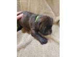 Bullmastiff Puppy for sale in Chesterton, IN, USA