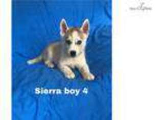 Siberian Husky Puppy for sale in Ocala, FL, USA