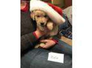 Mutt Puppy for sale in Hillsboro, KS, USA