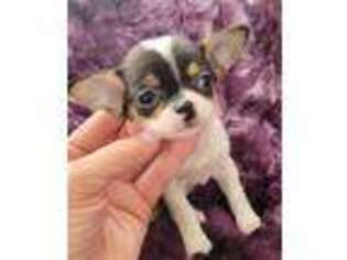 Chihuahua Puppy for sale in Carter Lake, IA, USA