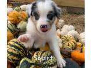 Australian Shepherd Puppy for sale in Cassville, MO, USA