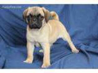 Pug Puppy for sale in Clarkson, KY, USA
