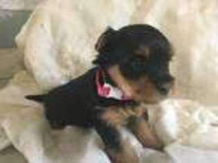 Yorkshire Terrier Puppy for sale in Millington, MD, USA