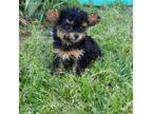 Yorkshire Terrier Puppy for sale in Whitesboro, TX, USA