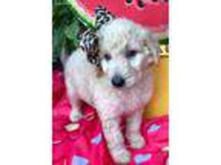 Goldendoodle Puppy for sale in Sharpsburg, GA, USA