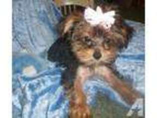 Yorkshire Terrier Puppy for sale in PRAIRIE GROVE, AR, USA