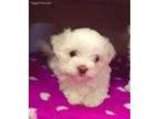 Maltese Puppy for sale in Cleveland, OH, USA