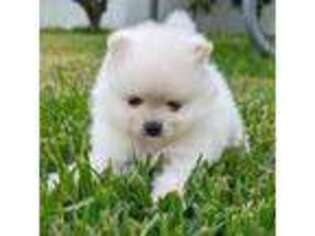 Pomeranian Puppy for sale in Haines City, FL, USA