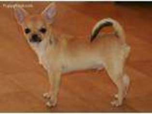 Chihuahua Puppy for sale in Canon City, CO, USA