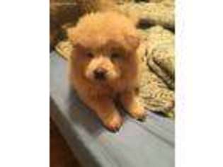 Chow Chow Puppy for sale in Long Beach, CA, USA