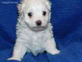 Maltese Puppy for sale in Bristol, VA, USA