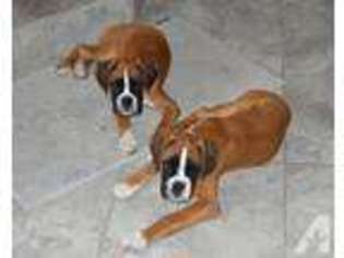 Boxer Puppy for sale in MISSOULA, MT, USA