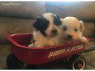 Havanese Puppy for sale in Mount Ulla, NC, USA