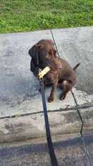 Labrador Retriever Puppy for sale in Miami, FL, USA
