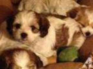 Cavachon Puppy for sale in KINGSLEY, MI, USA