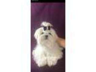 Maltese Puppy for sale in Snowville, UT, USA