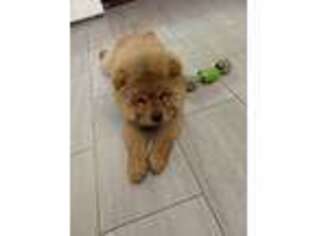 Chow Chow Puppy for sale in Clifton, NJ, USA