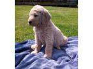 Labradoodle Puppy for sale in Gladewater, TX, USA