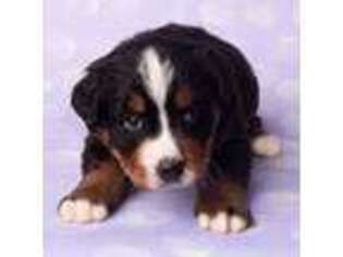 Bernese Mountain Dog Puppy for sale in Tompkinsville, KY, USA