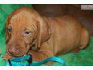 Vizsla Puppy for sale in Victoria, TX, USA