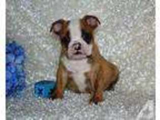 Miniature Bulldog Puppy for sale in BUFFALO, MN, USA